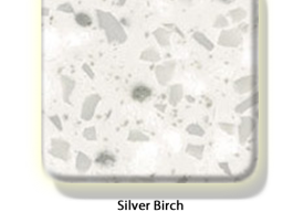 silver birch